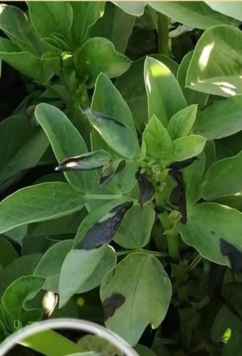 السلام عليكم ورحمة الله وبركاته 
ممكن تشخيص للأعراض وعلاجها بعد إذنكم وجزاكم الله خيرا